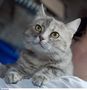 ЦЕНА НА СТЕРИЛИЗАЦИЮ КОТОВ И КОШЕК СНИЖЕНА