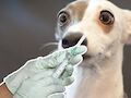 28 СЕНТЯБРЯ - ВСЕМИРНЫЙ ДЕНЬ БОРЬБЫ ПРОТИВ БЕШЕНСТВА