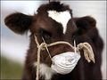 Ветеринарные специалисты Приморья усиливают меры защиты от ящура
