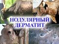В ХАБАРОВСКОМ КРАЕ ВПЕРВЫЕ ВЫЯВЛЕН ЗАРАЗНЫЙ УЗЕЛКОВЫЙ ДЕРМАТИТ КРС
