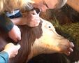 В Забайкальском крае обнаружен ящур