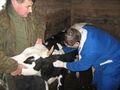 Владивостокские ветеринары выдадут животным бесплатные электронные «паспорта»