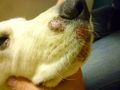 В ДЕТСКИХ УЧРЕЖДЕНИЯХ ВЛАДИВОСТОКА ВЫЯВЛЕНЫ МНОГОЧИСЛЕННЫЕ СЛУЧАИ ЗАРАЖЕНИЯ СТРИГУЩИМ ЛИШАЕМ