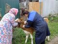 ДИСПАНСЕРИЗАЦИЯ ЖИВОТНЫХ ИДЕТ ПО ПЛАНУ