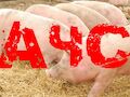 В ПРИМОРЬЕ ПРОДОЛЖАЮТ ВЫЯВЛЯТЬ ОЧАГИ АЧС